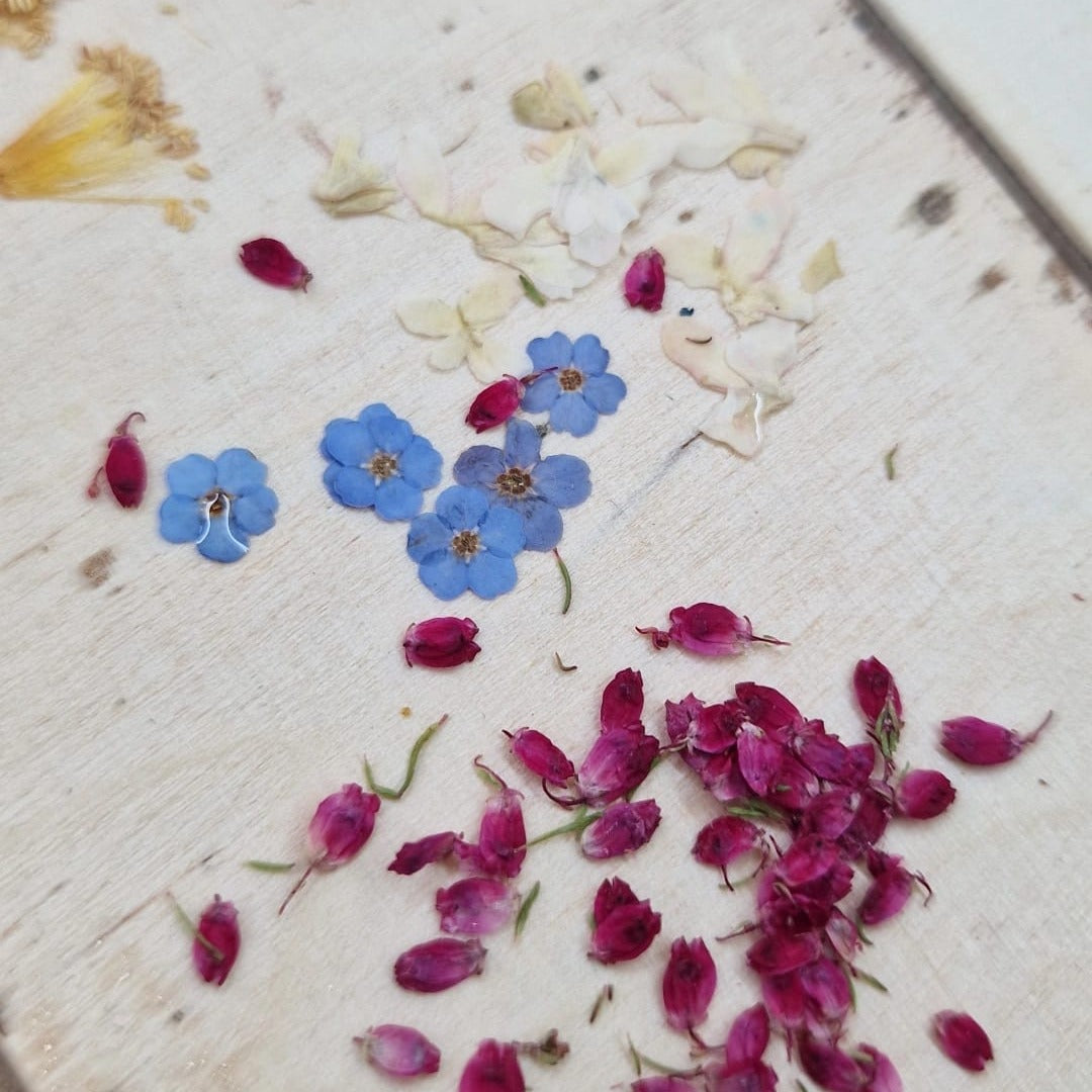 Detailaufnahme echter Vergissmeinnicht-Blüten als Ausgangsmaterial für Schmuck