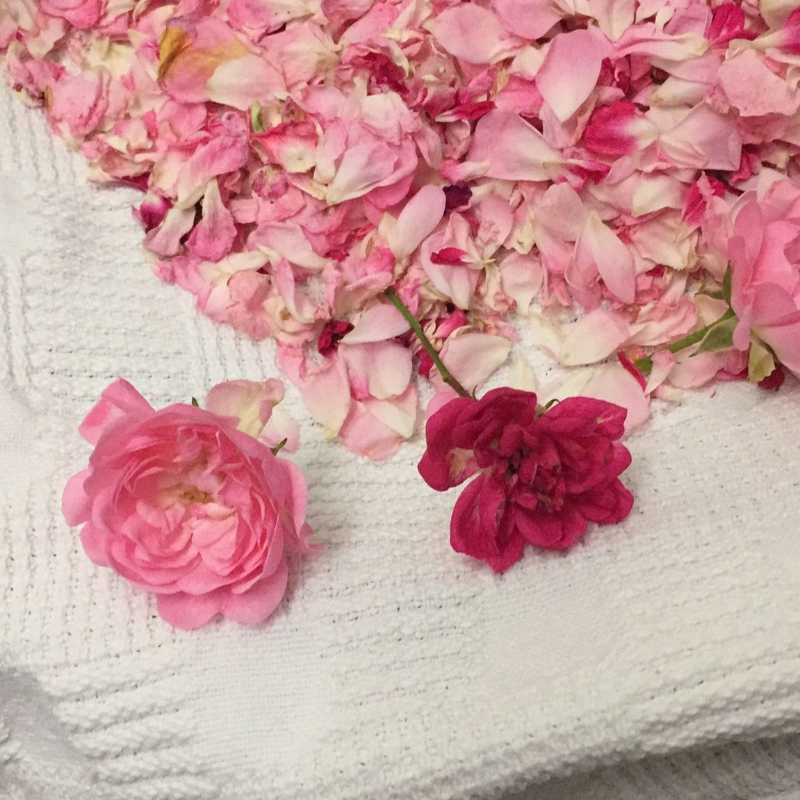 Fertigungsfoto von Pfingsrosen Mischung. Zwei lose, pinke Pfingsrosen liegen auf einem Handtuch und viele einzelne Blüten dahinter.